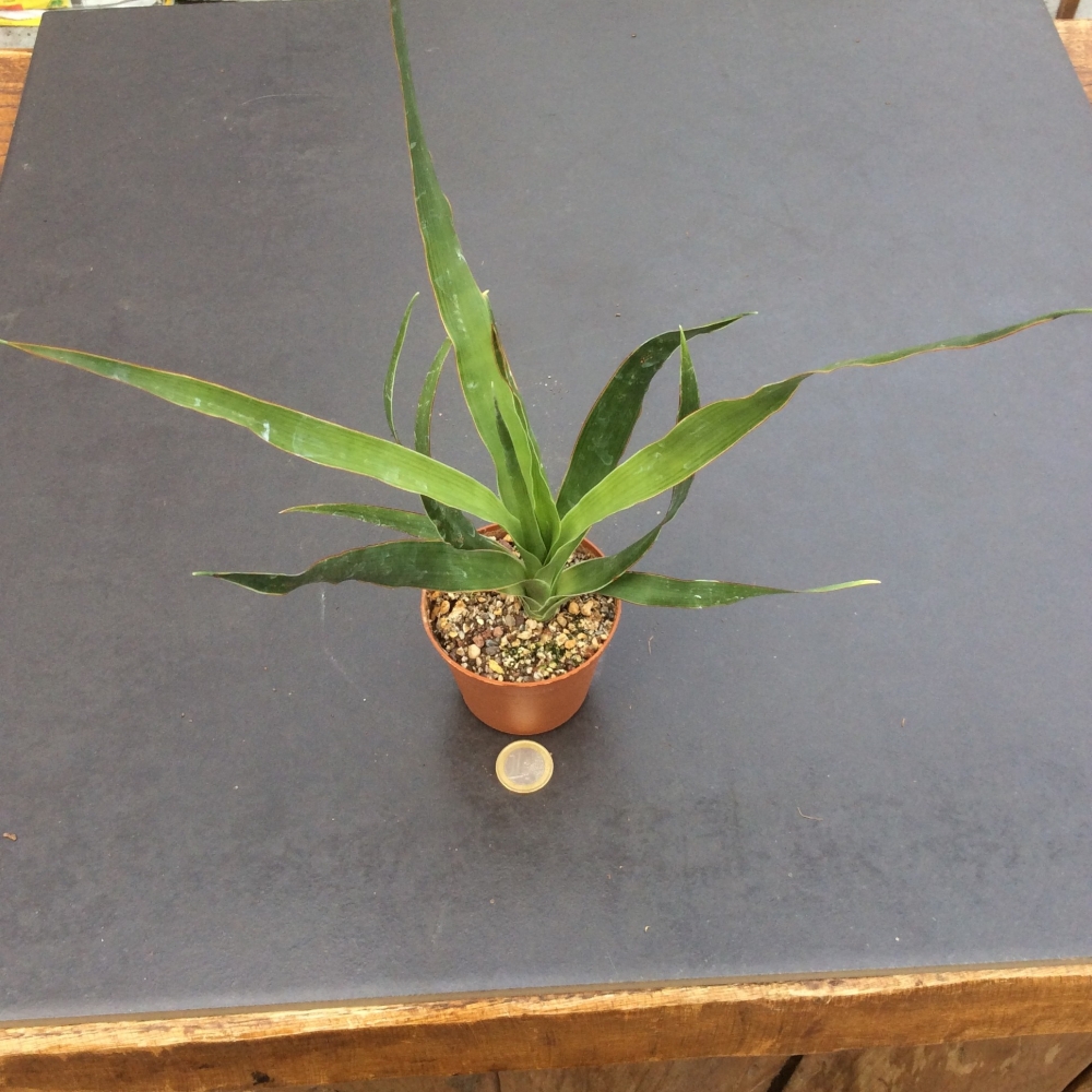 Dracaena Draco