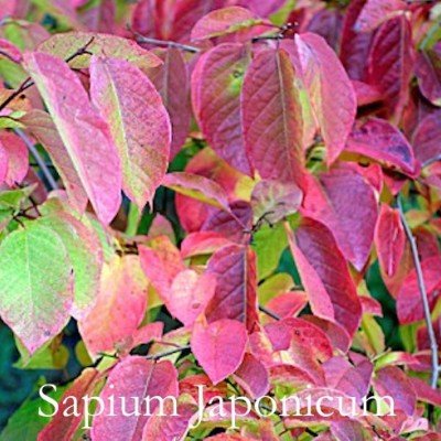 Sapium Japonicum