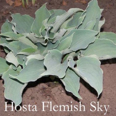 Hosta Flemish Sky