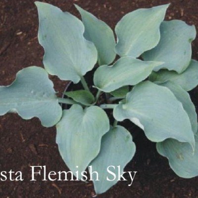 Hosta Flemish Sky piante in vaso 12x12