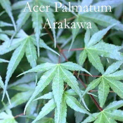 Acer palmatum Arakawa adatto per bonsai,raro piante in vendita sono in vaso 8x8