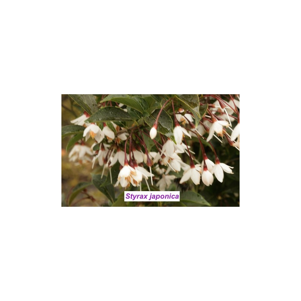 Styrax japonica pianta rara cm. 60/70 vaso 12x12