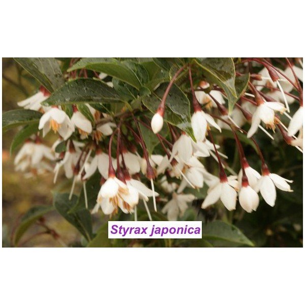 Styrax japonica pianta rara cm. 60/70 vaso 12x12