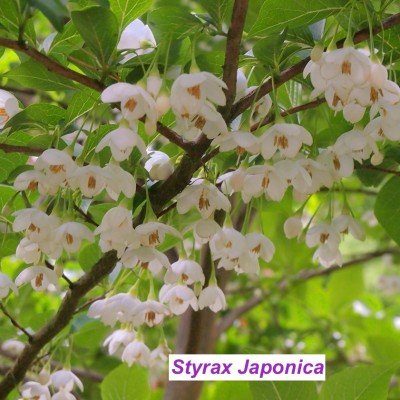 Styrax japonica pianta rara cm. 60/70 vaso 12x12