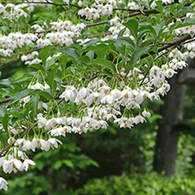 Styrax japonica pianta rara cm. 60/70 vaso 12x12