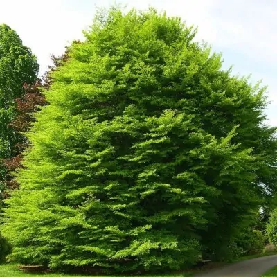 Fagus Sylvatica Asplenifolia