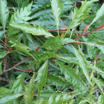 Fagus Sylvatica Asplenifolia