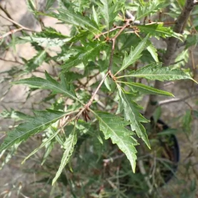 Fagus Sylvatica Asplenifolia Laciniata cm. 80/100