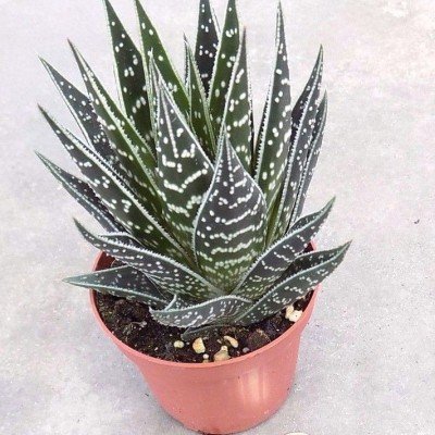 Aloe Tiki 