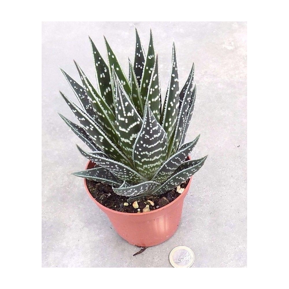 Aloe Tiki 