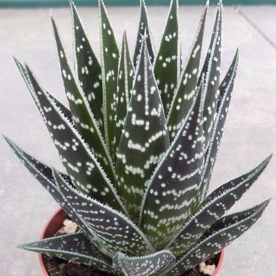 Aloe Tiki 