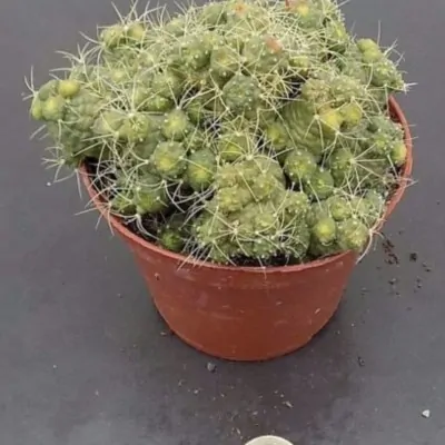 Mammillaria elongata mostruosa