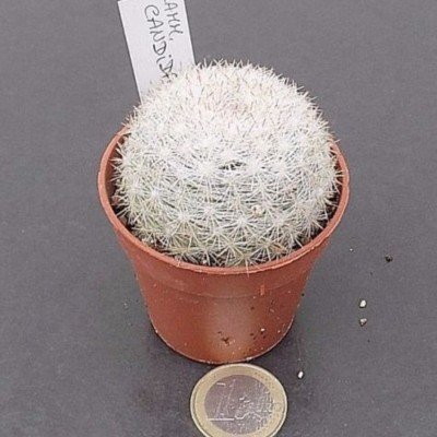 Mammillaria Candida 