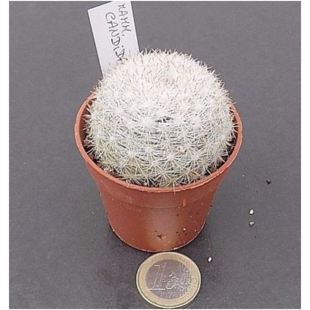 Mammillaria Candida 