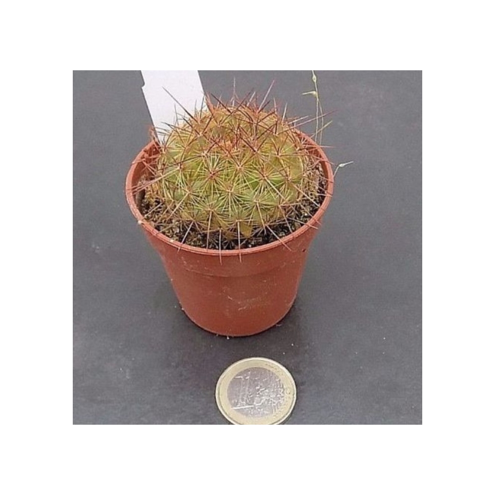 Mammillaria Ginsa cv. maru