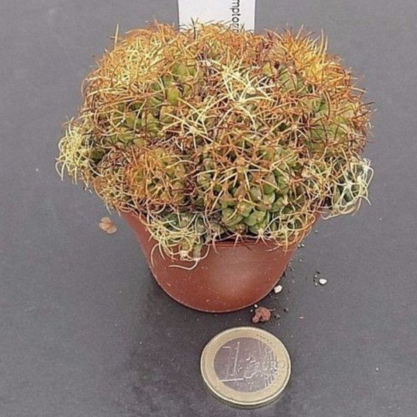 Mammillaria Camptoricha curvispina cv. marnier lapostolei