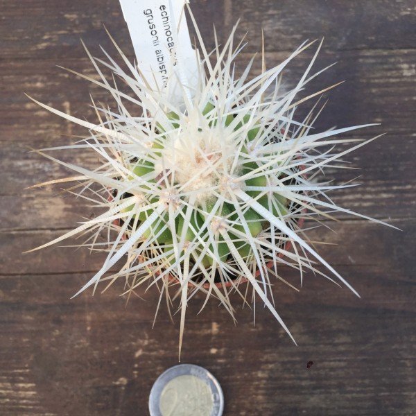 Echinocactus Grusonii albispina 