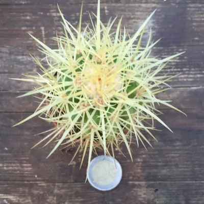 Echinocactus Grusonii