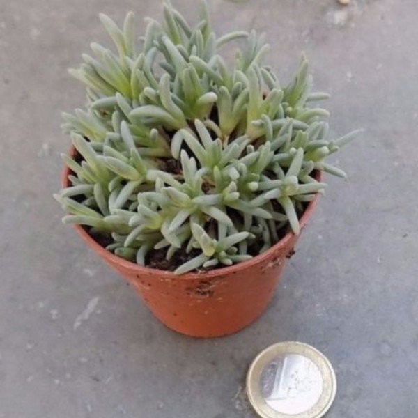 Delosperma sphalmanthoides 