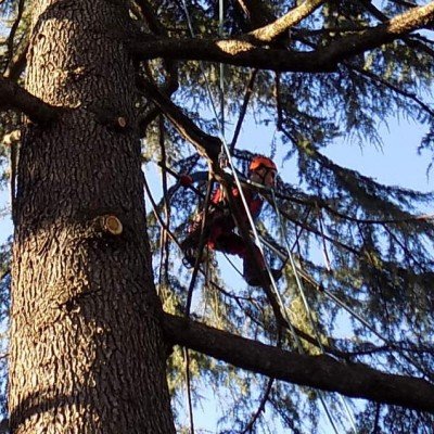 Potatura alberi tree climbing