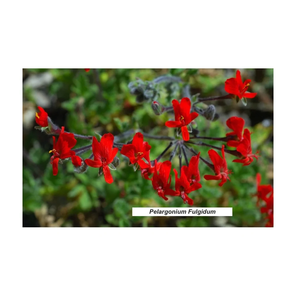 Pelargonium Fulgidum