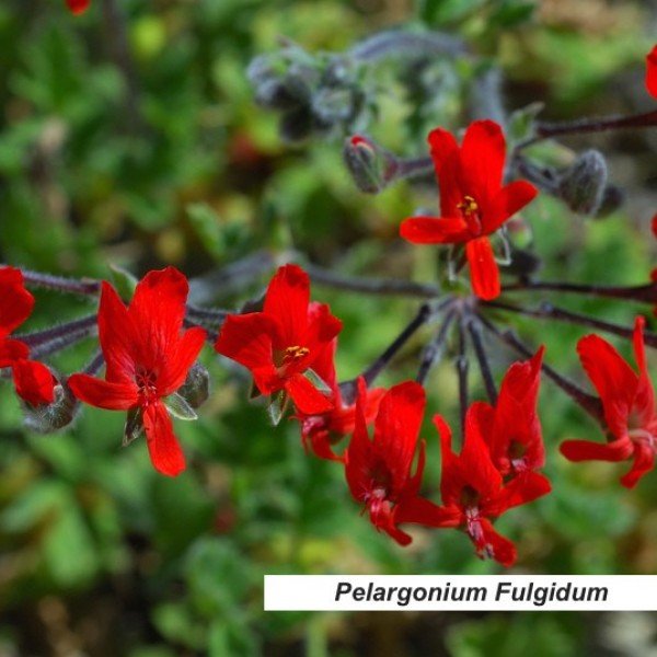 Pelargonium Fulgidum