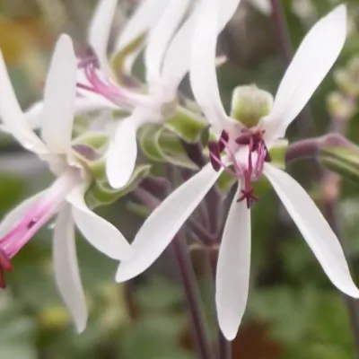 Pelargonium polycaphalum