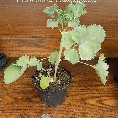 Pelargonium Gibbosum rosa