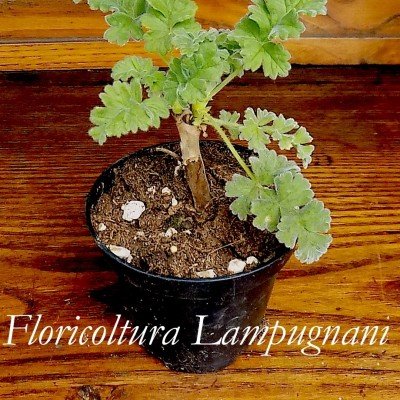 elargonium Fulgidum
