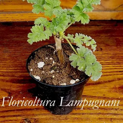 Pelargonium Fulgidum