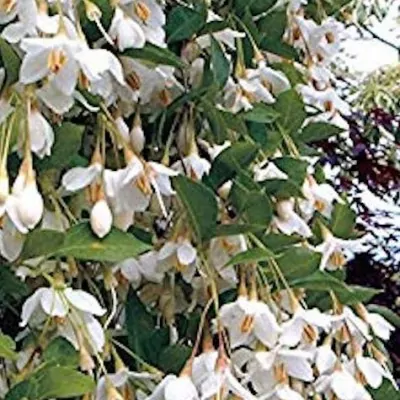 Styrax japonica pendula