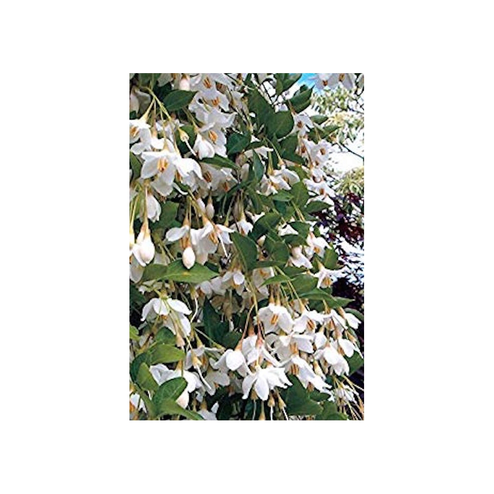 Styrax japonica pendula