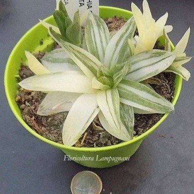 Haworthia Cymbiformis Variegated cm. 10