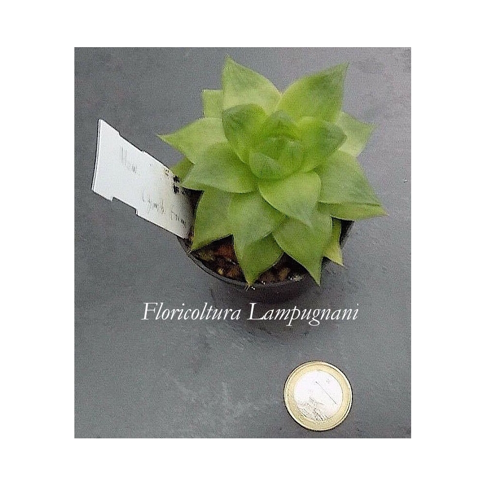 Haworthia Cymbiformis