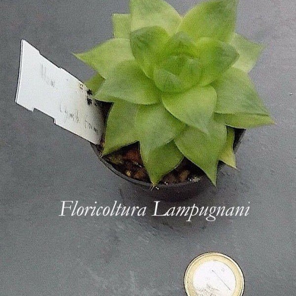 Haworthia Cymbiformis