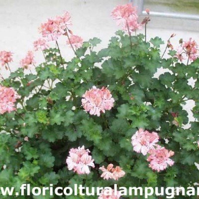 Pelargonium Frills