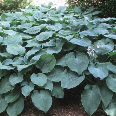 Hosta Tardiana North Atlantic