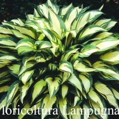 Hosta ' Moonstruck ' ®  vaso 12x12