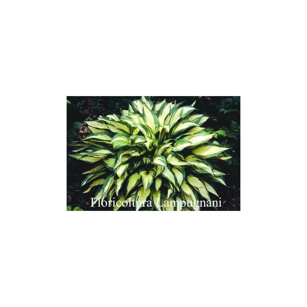 Hosta ' Moonstruck ' ®  vaso 12x12