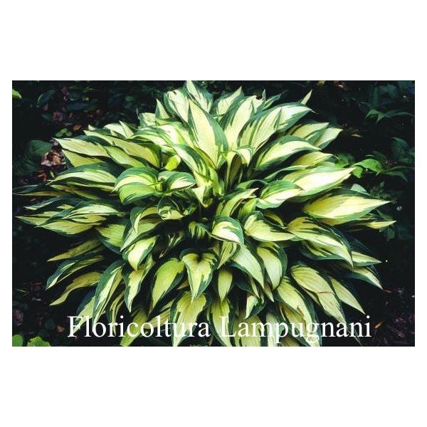 Hosta ' Moonstruck ' ®  vaso 12x12