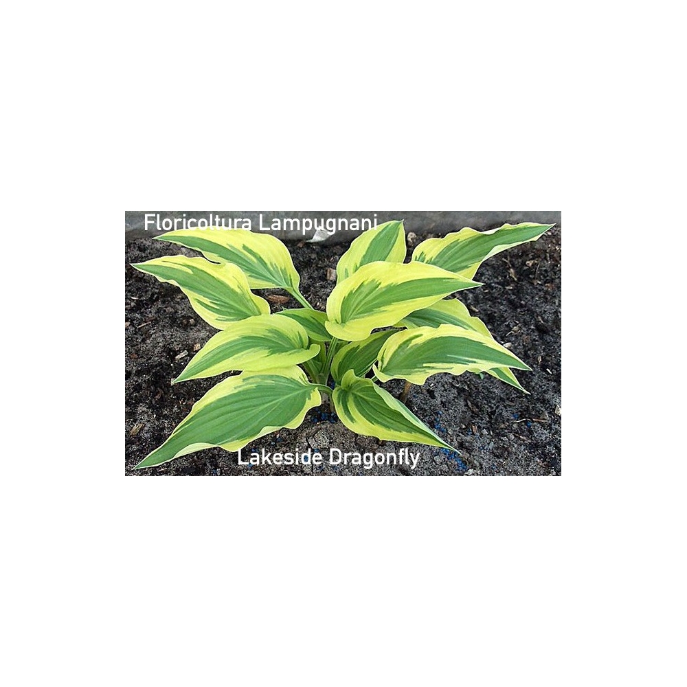 Hosta Lakeside Dragonfly  vaso 12x12