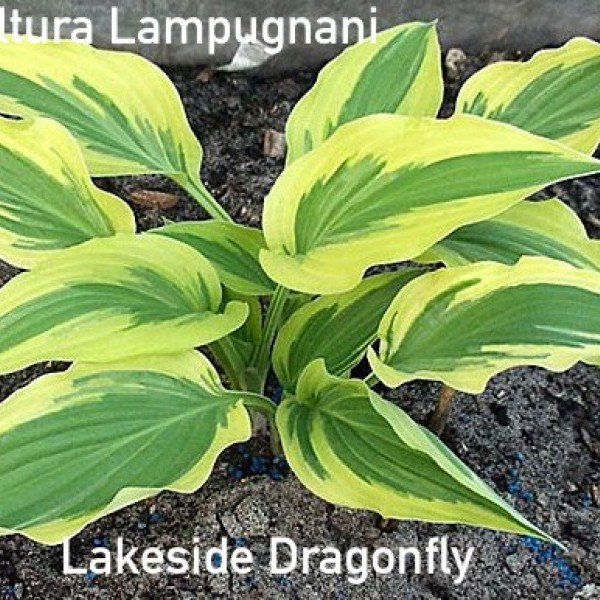 Hosta Lakeside Dragonfly  vaso 12x12