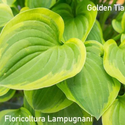 Hosta Golden Tiara