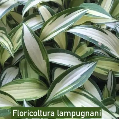 Hosta ' Moonstruck ' ®  vaso 12x12