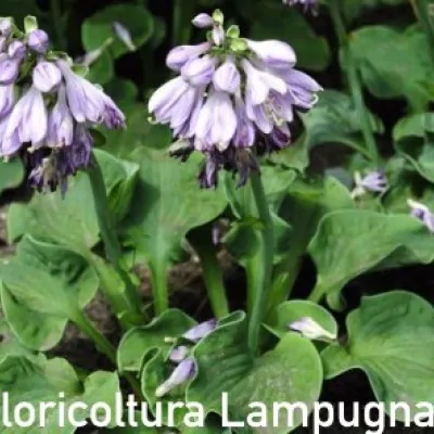 Hosta ' Dancing Mouse ' vaso 12x12