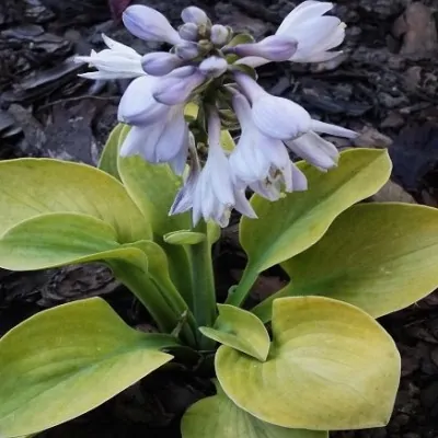 Hosta ' Giantland Mouse Cheese vaso 12x12