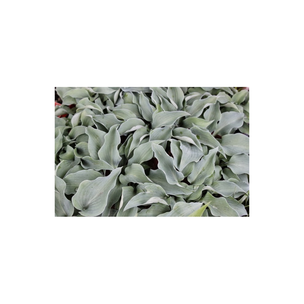 Hosta Gemstone      vaso 12x12