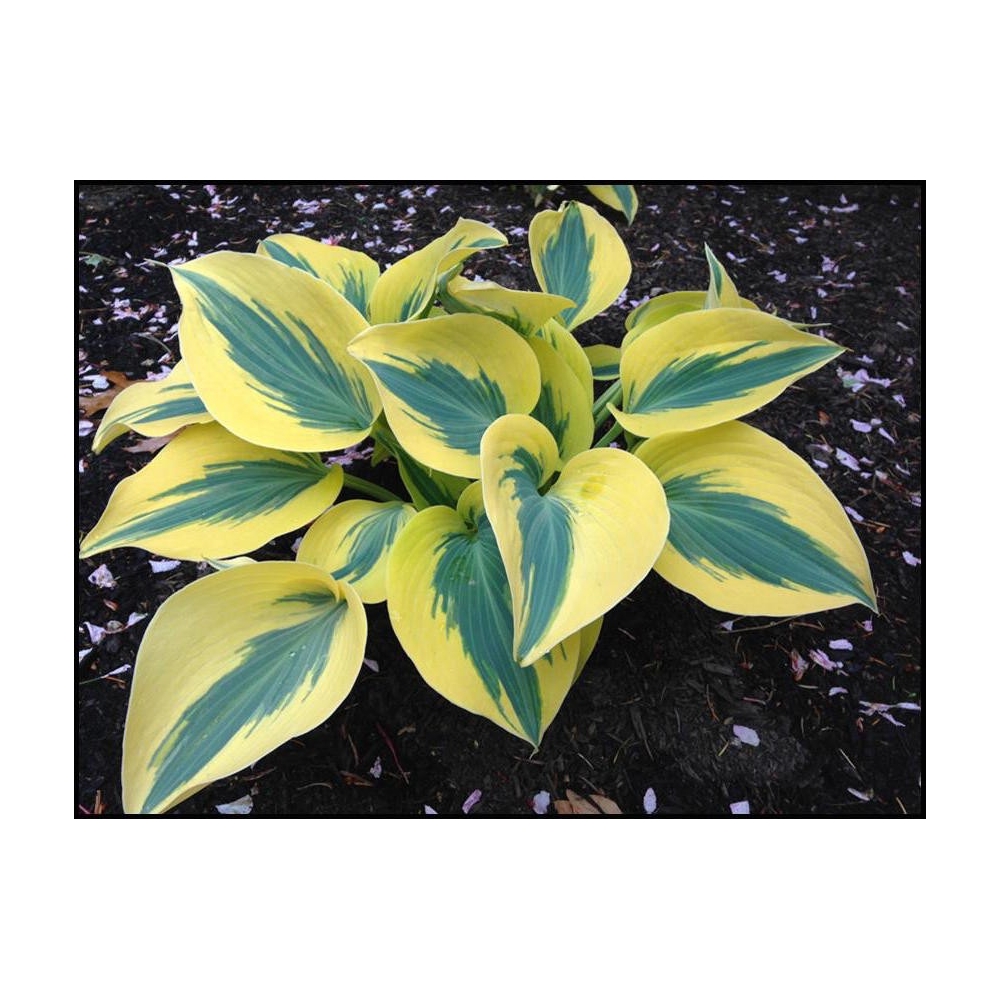 Hosta Autumn Frost 