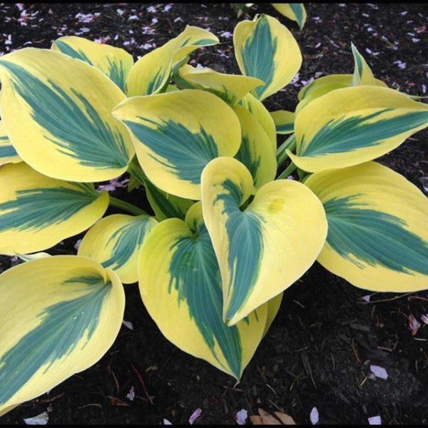 Hosta Autumn Frost