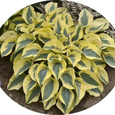 Hosta Autumn Frost